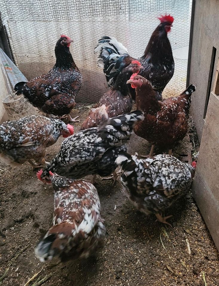 Große Sussex porzellan bruteier hühner in Hagen