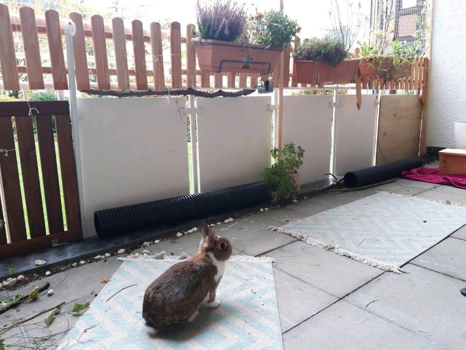 Kaninchen Meerschweinchen Tierbetreuung in Freiburg im Breisgau