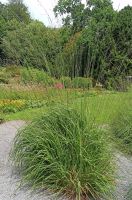 Molinia arundinacea “Karl Foerster” Nordrhein-Westfalen - Horstmar Vorschau