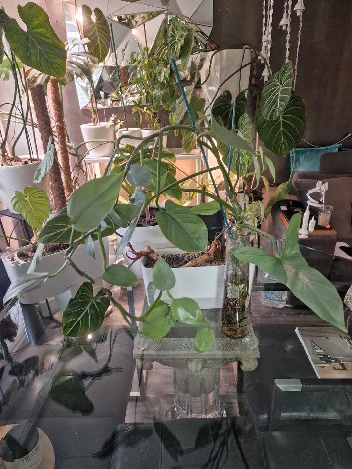 Philodendron in Hamburg