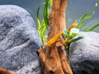 Neocaridina davidi 'orange fire' Zwerggarnele Sachsen-Anhalt - Teuchern Vorschau