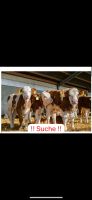 Suche Kälber männlich, weiblich ab 4 Wochen Fleckvieh Rinder Bayern - Feuchtwangen Vorschau
