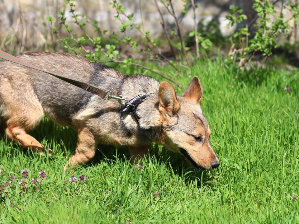 Tierschutz - freundliche Alma sucht eine liebevolle Familie! in Düsseldorf