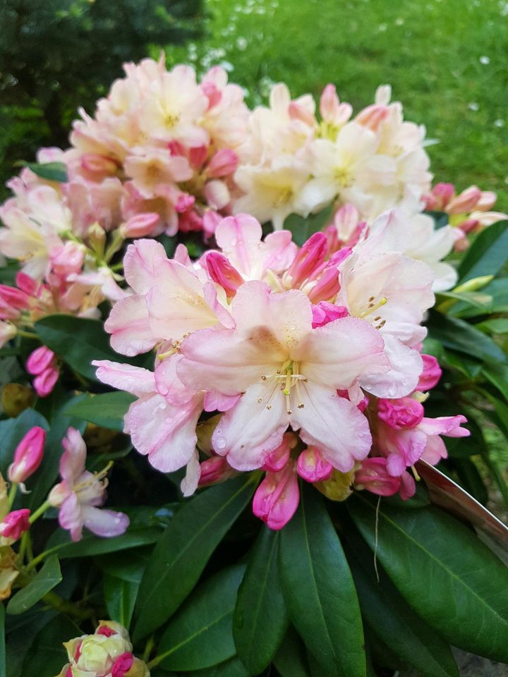 Rhododendron Strauch winterhart immergrün in Helbra