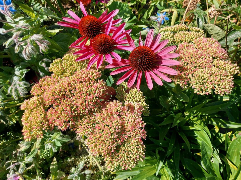 Hohe Fetthenne (Sedum telephium) Ableger Jungpflanzen Stauden in Neresheim