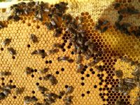 Bienen - Bienenvolk 11 Waben DN - Imkerei - Bienenbeute Sachsen - Radebeul Vorschau