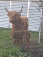 Highland Cattle Kuhkälber Niedersachsen - Oberlangen Vorschau