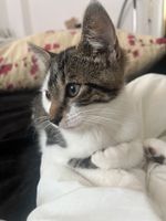 Katze 1 Jahr Sucht neues Zuhause Nordrhein-Westfalen - Gelsenkirchen Vorschau