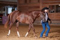 Quarter Horse Hengst zu verkaufen Bayern - Traunreut Vorschau