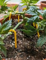 10x Grow Haken zum runterbinden von Pflanzen, LST Training Bielefeld - Brake Vorschau