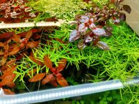 Rotala rotundifolia Green Brandenburg - Prenzlau Vorschau