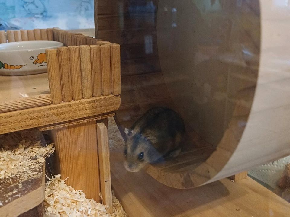 Hamster sucht in Kirchgellersen