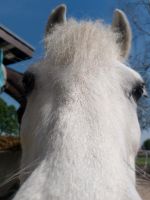 Pflegepony Nordrhein-Westfalen - Werl Vorschau