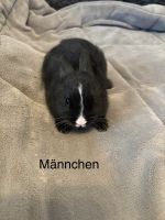 Kaninchen Baby’s Stuttgart - Weilimdorf Vorschau