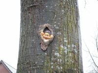 Baumtroll / Troll Herzogtum Lauenburg - Wentorf bei Sandesneben Vorschau