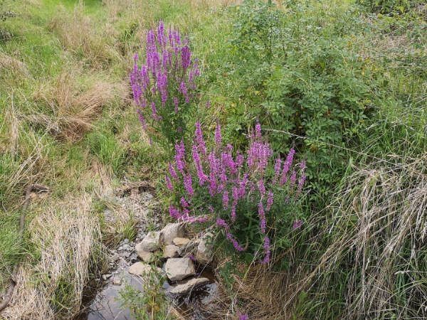 Blutweiderich Samen Blumen mehrjährig winterhart Bienenpflanze in Pfedelbach