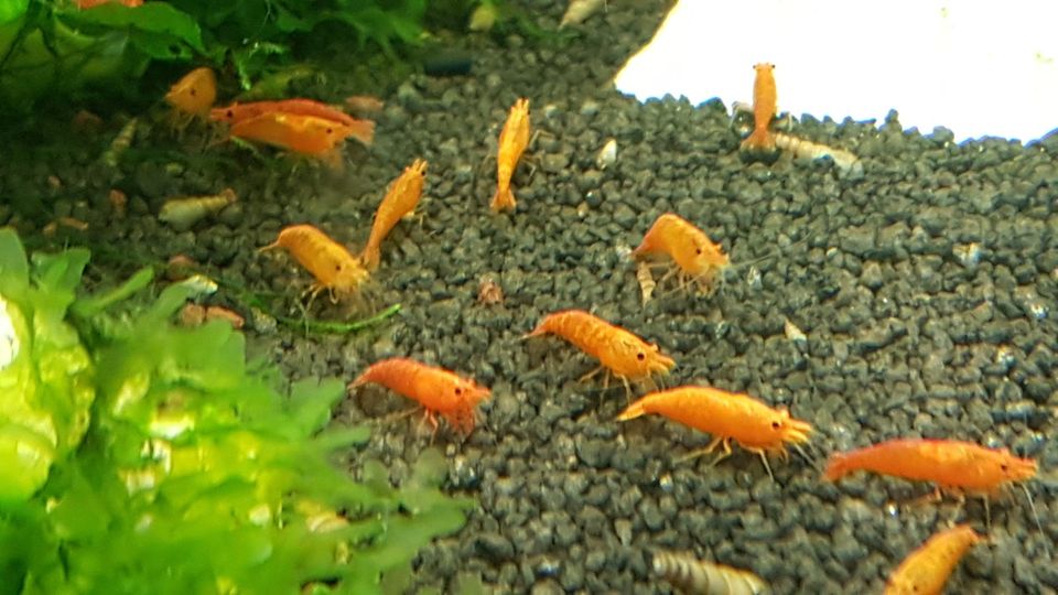 10 Stk. Orange Sakura Zwerggarnele Neocaridina Top Qualität in Essen