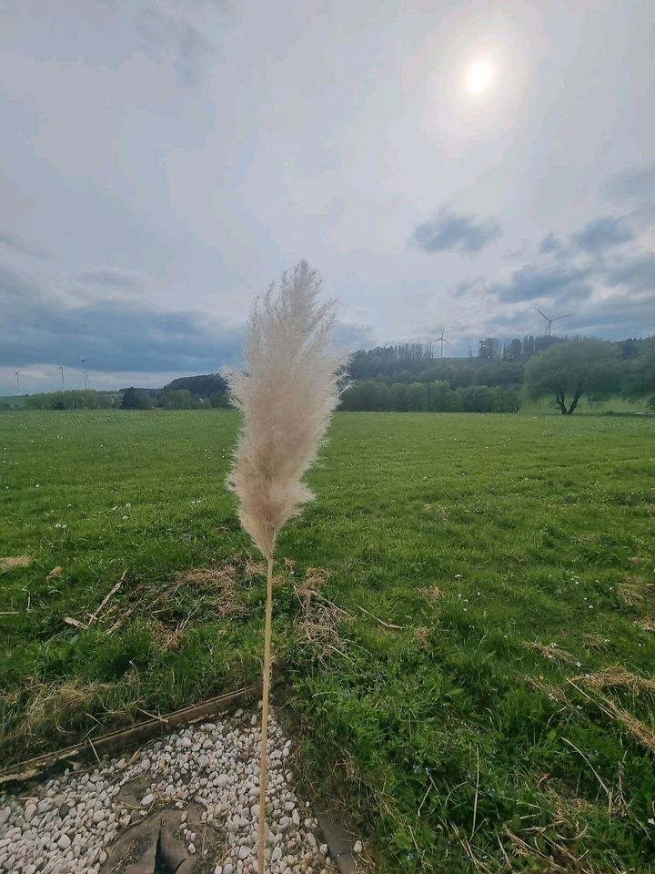 Pampasgras aus dem Garten in Horn-Bad Meinberg