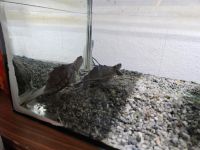 Aquarium mit Mississippi Höckerschildkröten Baden-Württemberg - Bühlerzell Vorschau