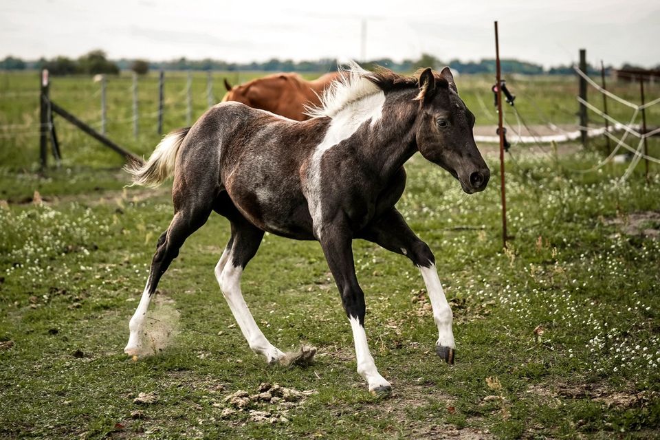 Quarter Horse Paint Horse Stute Jährling in Schönwalde-Glien