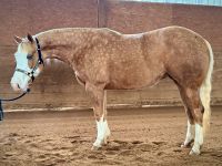 Quarter Horse / 4yo / Stute / Reining / Palomino / top Papier Niedersachsen - Oetzen Vorschau