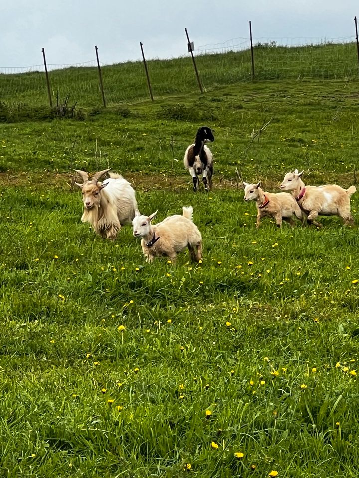 Zwergziege Böckchen in Altendiez