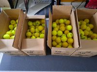 100 gebrauchte Tennisbälle / Hundespielzeug (Versand möglich) Niedersachsen - Burgdorf Vorschau
