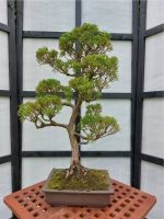 Bonsai Chinesischer Wacholder Niedersachsen - Leer (Ostfriesland) Vorschau