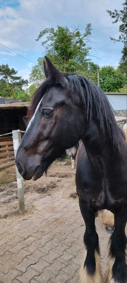 Biete Reitbeteiligung  (Pferd sucht Reiter) in Worms