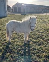 !!! Pony Stute Ella sucht ein neues Zuhause!!! Sachsen - Markersdorf bei Görlitz Vorschau