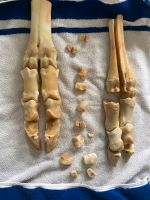Kuhfuß Knochen zu verkaufen Niedersachsen - Soltau Vorschau