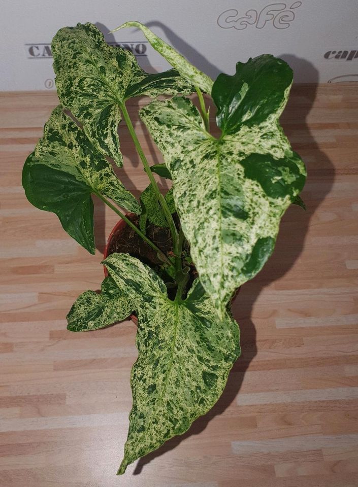 2x Syngonium Mottled in Haren (Ems)