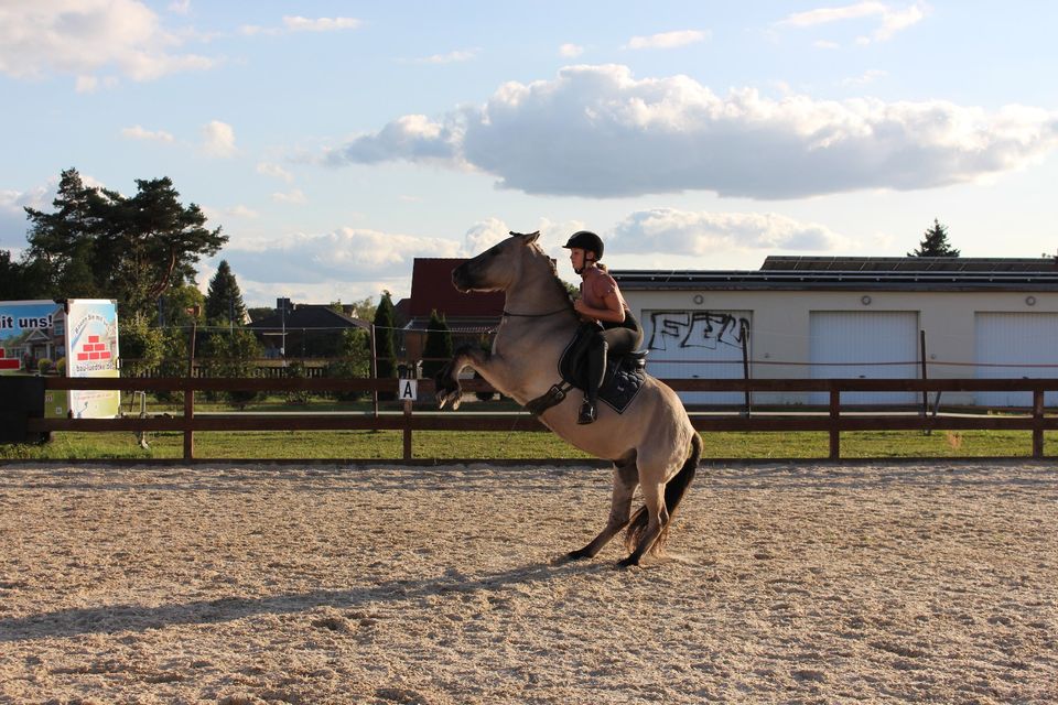 Reitunterricht/ Beritt in Schönwalde-Glien