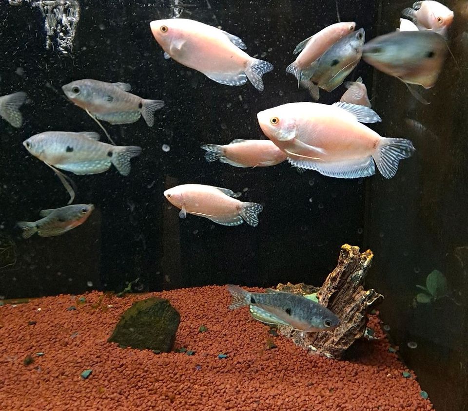 Fische für das Aquarium in Plettenberg