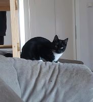 !!Kater monty wird weiterhin vermisst!! Nordrhein-Westfalen - Wickede (Ruhr) Vorschau