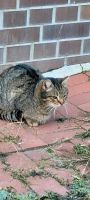 Hofkatzen Katzen suchen ein neues liebevolles Zuhause Brandenburg - Luckau Vorschau