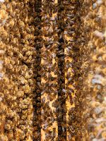 Bienenschwarm - Kostenlos einfangen und Mitnahme Nordrhein-Westfalen - Lohmar Vorschau