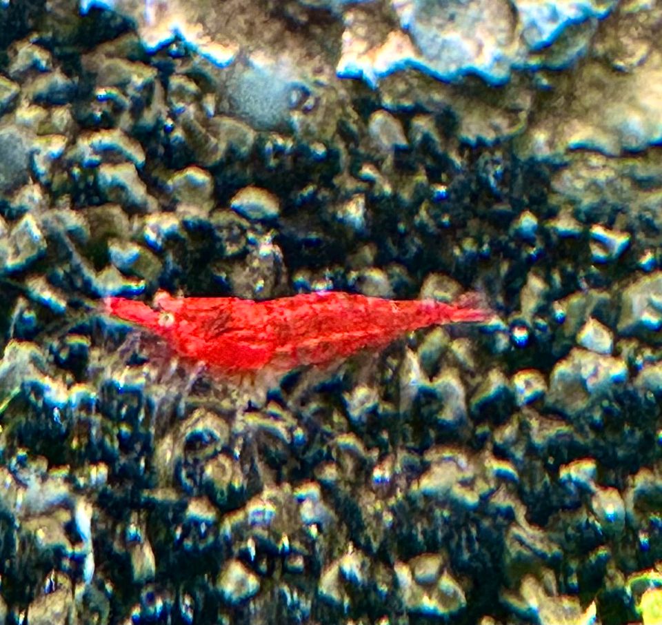 Neocaridina Garnelen, Red Fire. Super rot in München