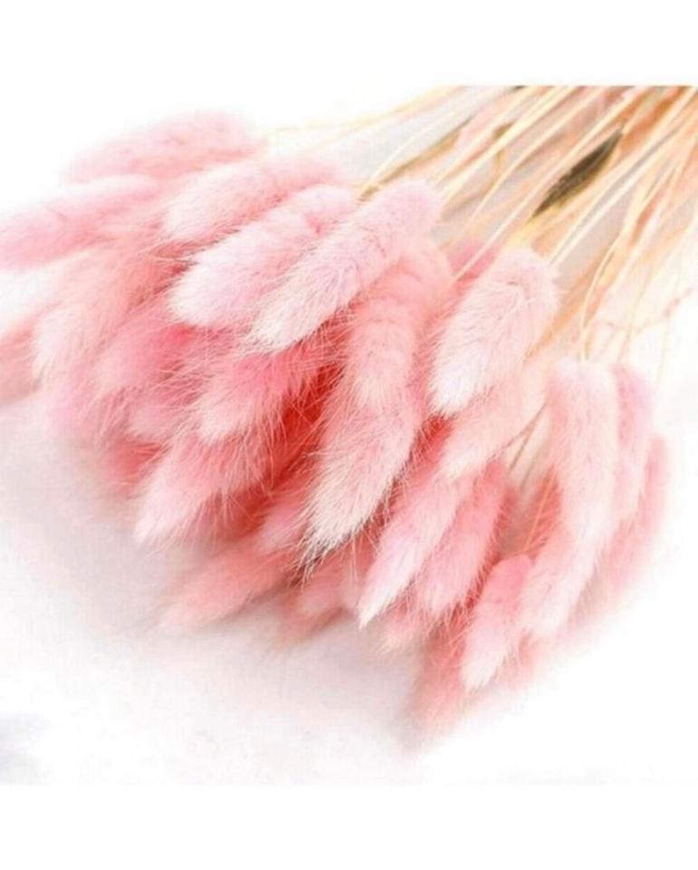 Pampasgras XXL super fluffig Trockenblumen Hochzeit Dekoration in Mögglingen