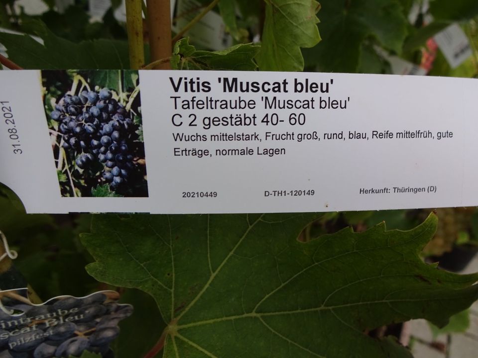 Schmiedeberg Weintrauben jetzt Kleinanzeigen | Bad Tafel-Trauben Kleinanzeigen Vitis in - eBay ist Kernlose Weinreben Sachsen-Anhalt