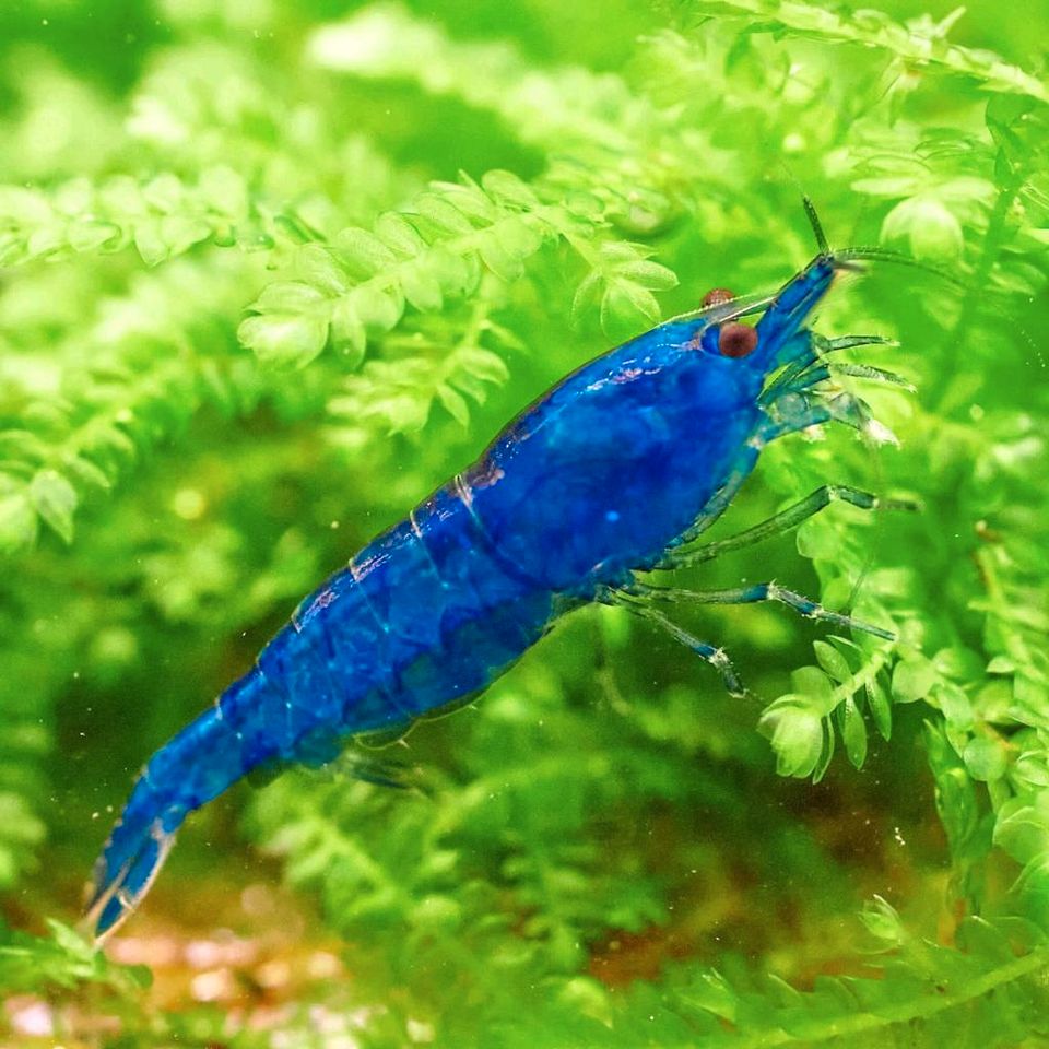 Dream Blue Garnelen Neocaridina in Korbach