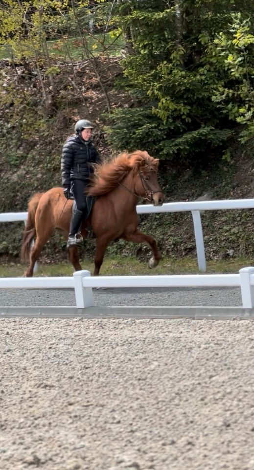 Islandpferd, Isländer, Junge Stute mit mega Abstammung! in Spiegelau