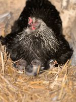 Biete Naturbrut an Nordrhein-Westfalen - Sassenberg Vorschau