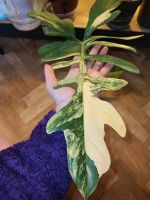 Philodendron mayoi x Florida Beauty variegata Rarität Stuttgart - Stuttgart-Nord Vorschau