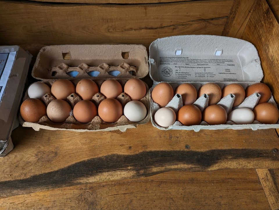 Frische Freiland Eier in Westerstede