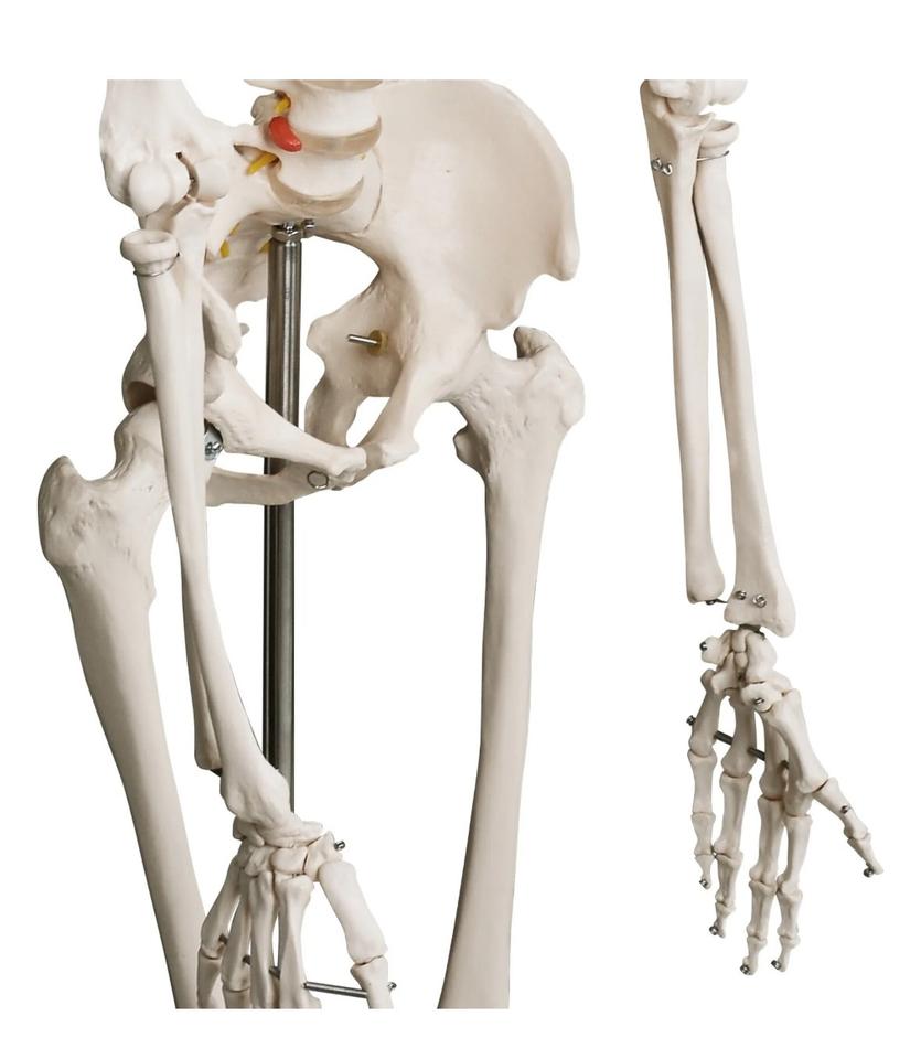 Menschliches Anatomie Skelett 181,5cm ORIGINAL VERPACKT!!! in Hainburg