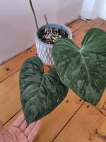 Philodendron majestic Zimmerpflanze Nordrhein-Westfalen - Herne Vorschau