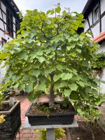 Linde Bonsai Hessen - Reinheim Vorschau