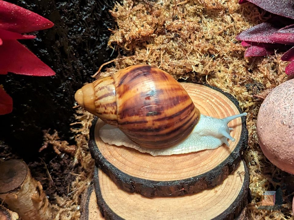 Archachatina Marginata Ovum Silver Body - schneckenpost.shop in Großenkneten