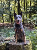 Cattle Dog Hündin 8 Jahre Niedersachsen - Hessisch Oldendorf Vorschau